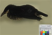 藏品(輝椋鳥)的圖片